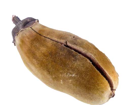 Baobab