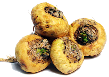Maca
