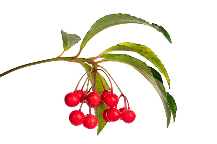 Spiceberries