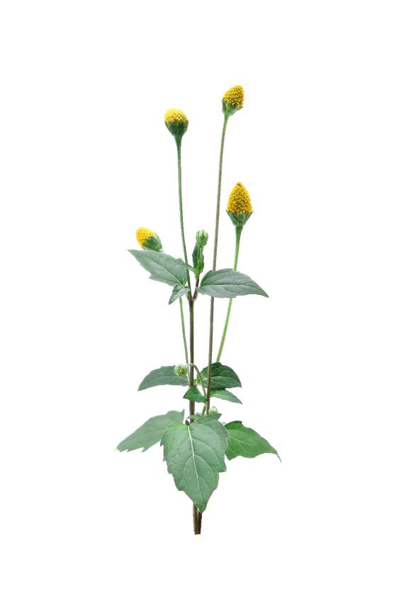 Spilanthes