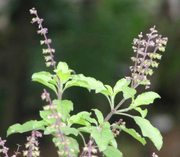 Tulsi powder
