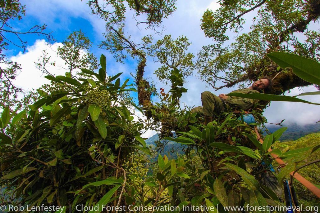 Guatemala Tree Study Cloud Forest Conservation
