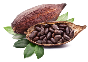 Cacao A Central Ingredient For Chocolate