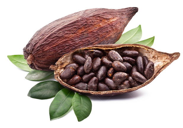 Cacao A Central Ingredient For Chocolate