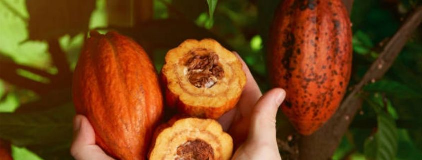 Cacao Pods Fresh From Tree