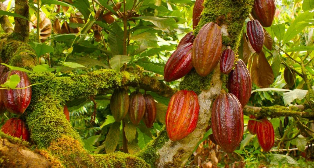 Cacao Pod Growing From A Tree