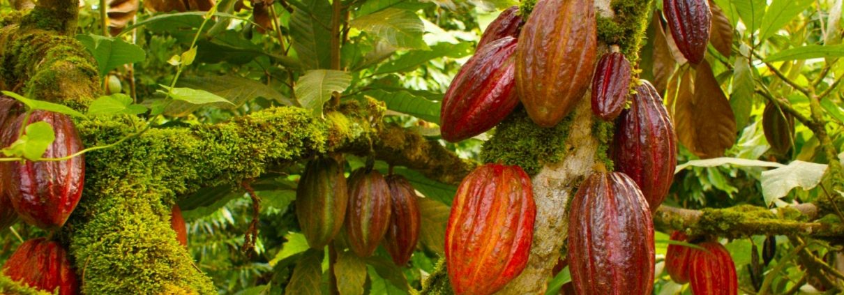 Cacao Pod Growing From A Tree