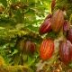 Cacao Pod Growing From A Tree