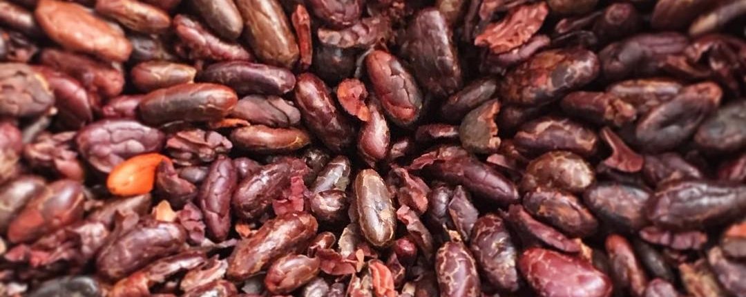 Cacao Seeds
