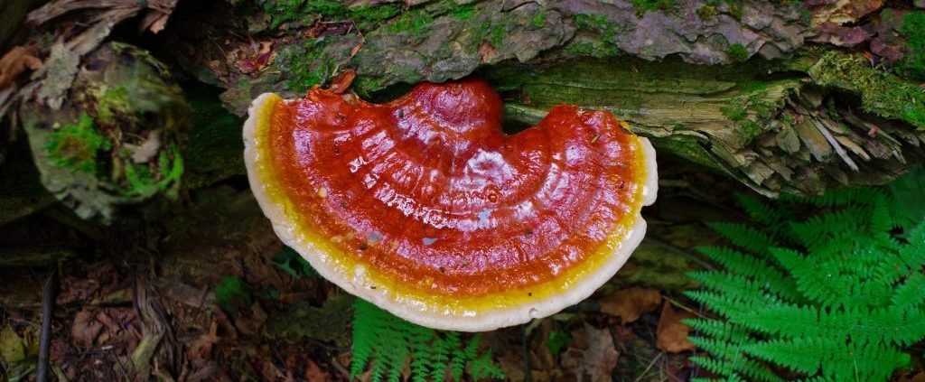Reishi Growing Wild