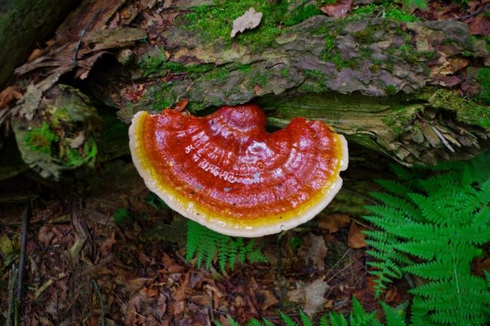 Reishi Growing Wild Reishi Growing Wild