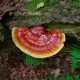 Reishi Growing Wild