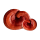 Reishi Chocolate Ingredient