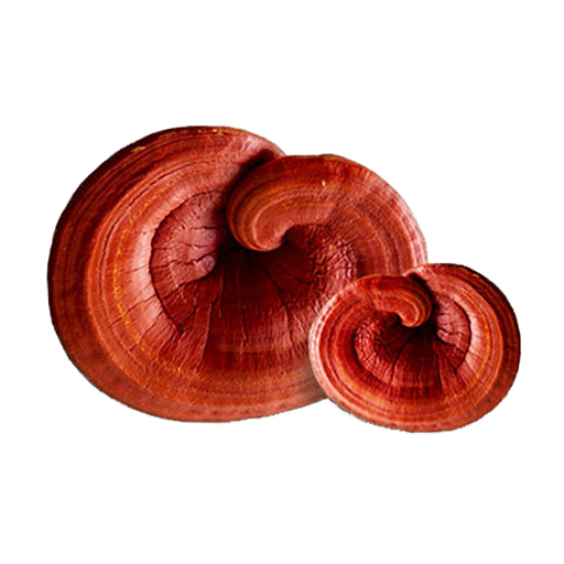 Reishi Chocolate Ingredient